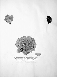 Menegazzia terebrata image